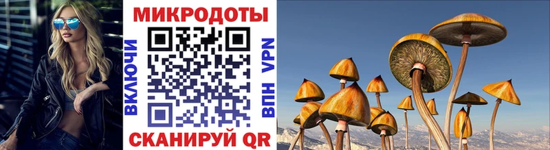Псилоцибиновые грибы Cubensis Купить закладки Гатчина